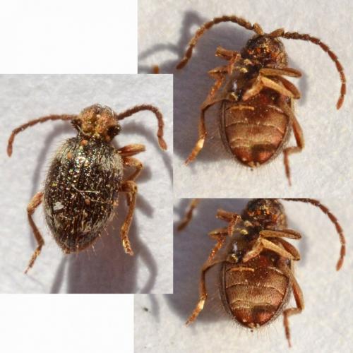 Réf. 263 389 : Ptinus bidens